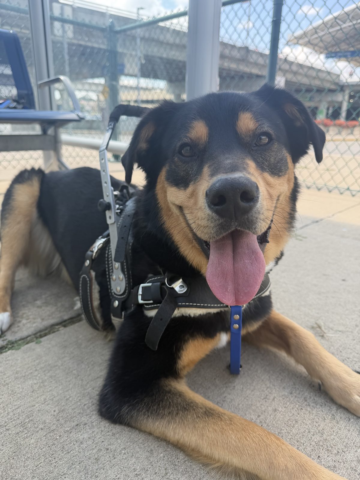 Milo, a black and tan dog wearing a service harness